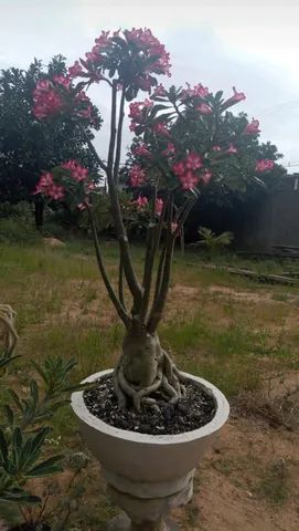 Rosa do deserto gigante