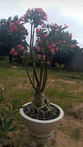 Rosa do deserto gigante