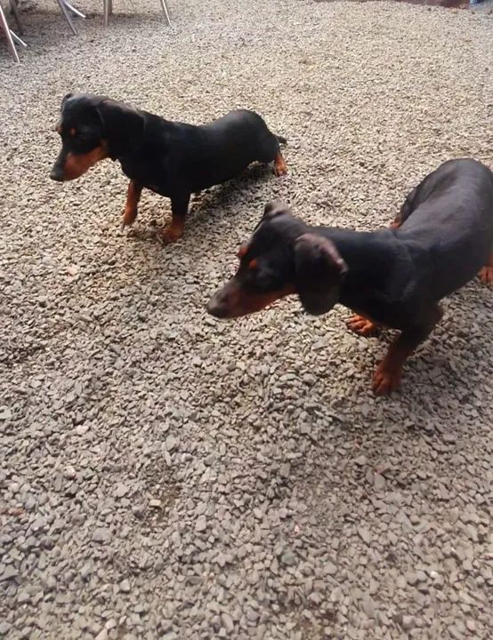 Não Castrado Linguicinha,salsicha  - Foto 4