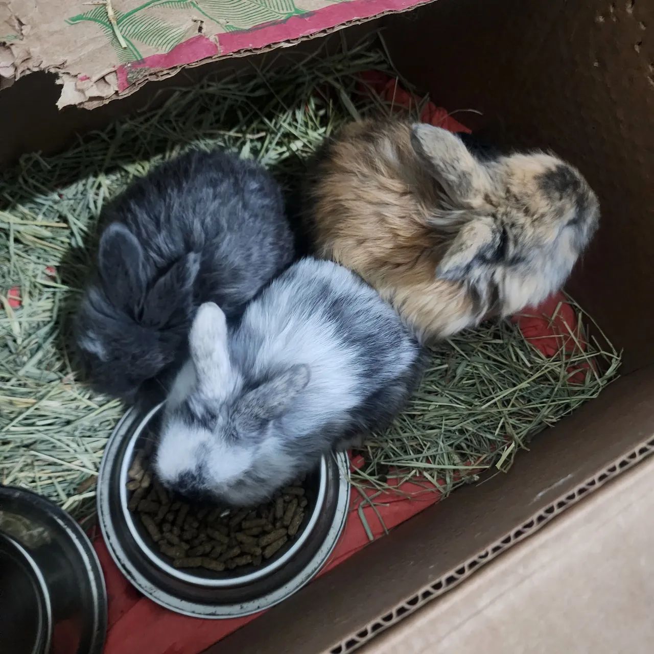 MINI LOP - Foto 2