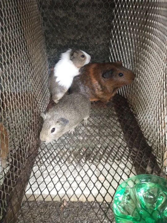 Quatro porquinhos da índia fofinhos 