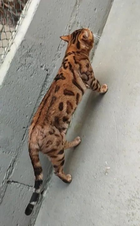 Gatinho Bengal de Pelagem Dourada - Foto 4