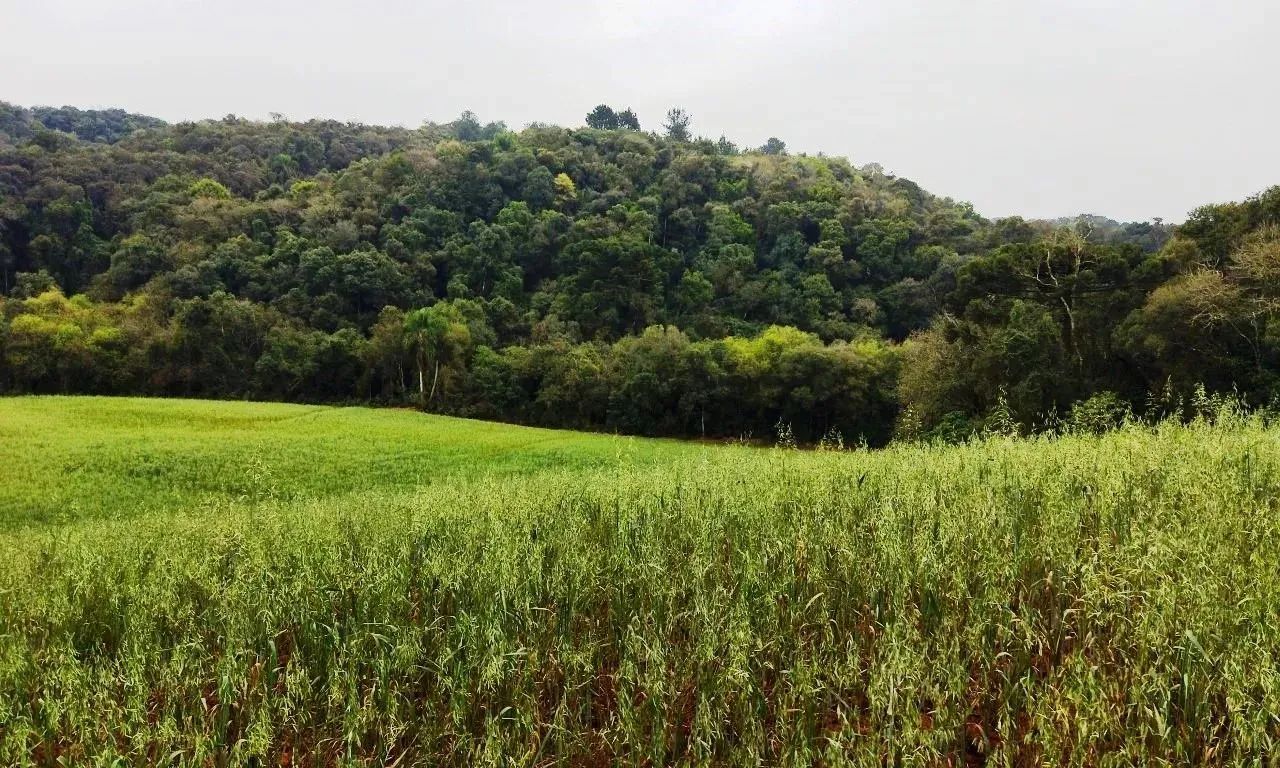 Chácara divisa Araucária/ Campo Largo-Ferraria  21.754m², doc 100%, 11Km Volvo , 6km Arauc - Foto 2