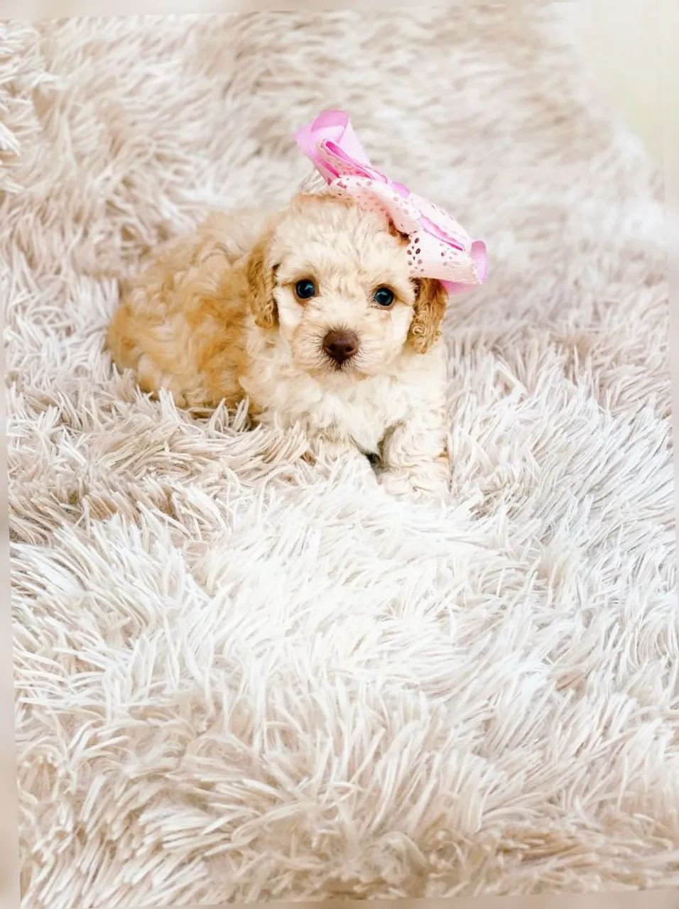 Poodle Toy- Fêmea - Foto 2