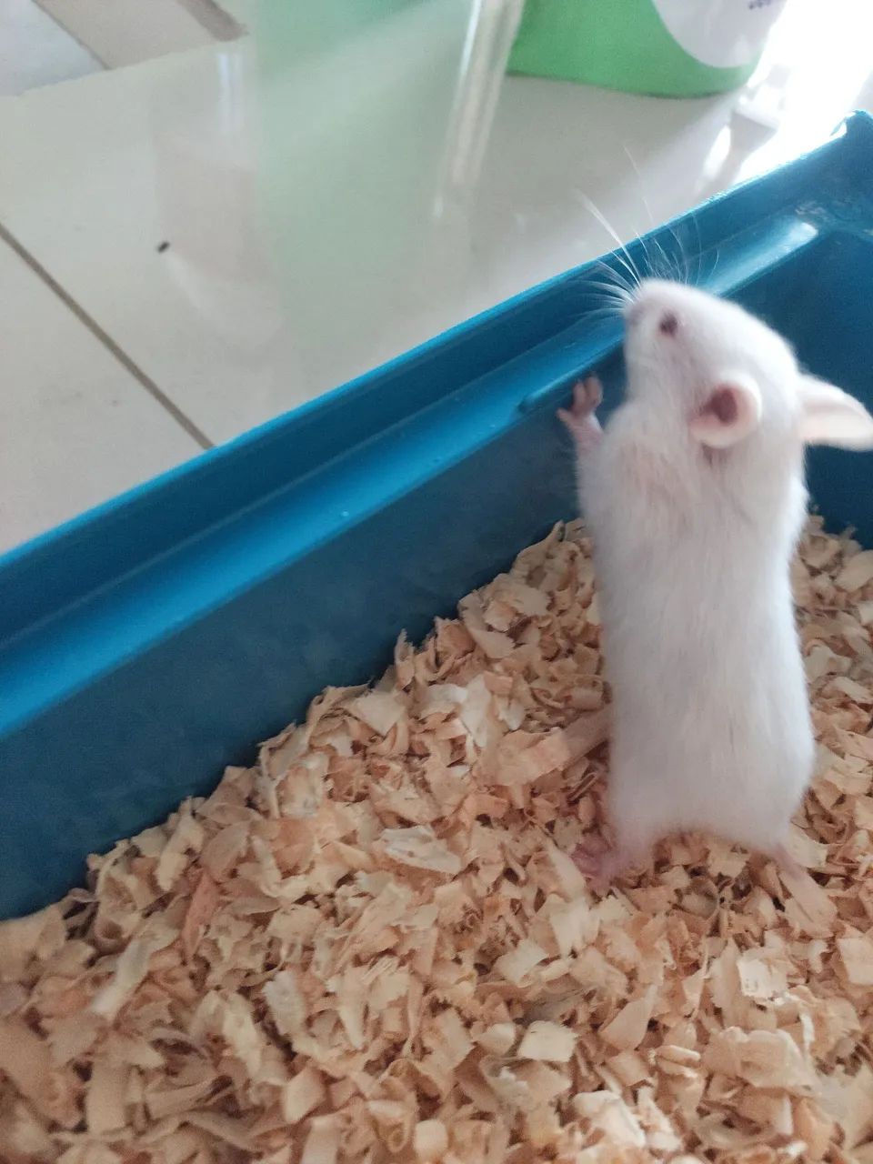 Filhote Hamster Sírio - Foto 4