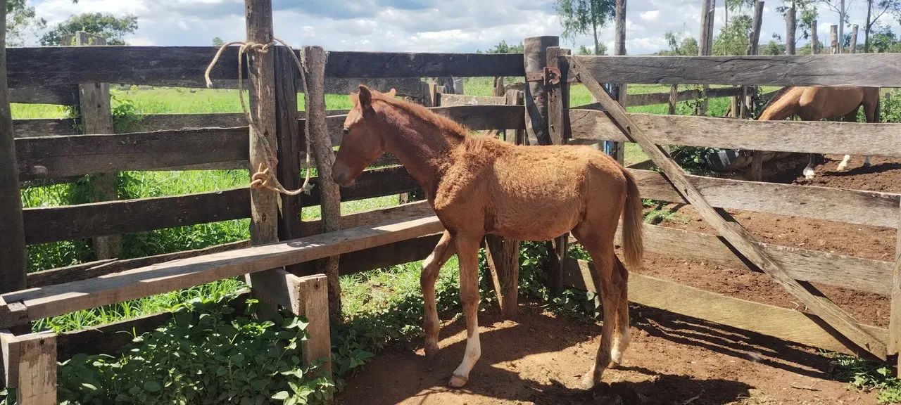 Égua e uma potra  - Foto 3
