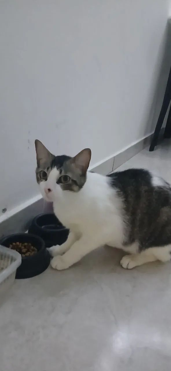 Doa se gatinhas  - Foto 3