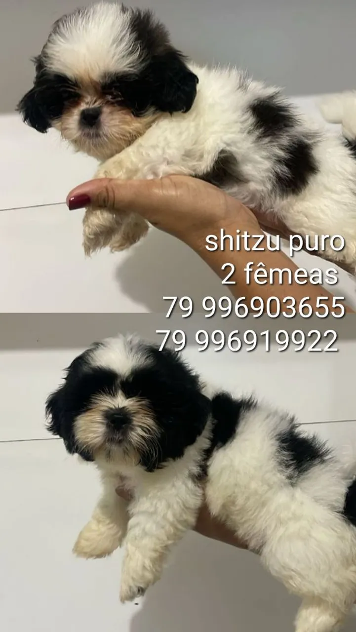 Shih Tzu Puro Fêmeas