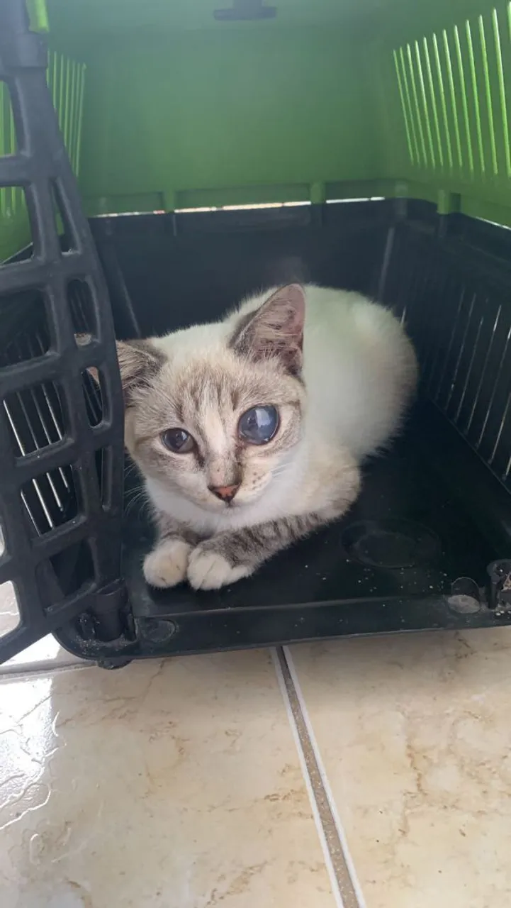 gatinha especial para adoção - baixa visão 