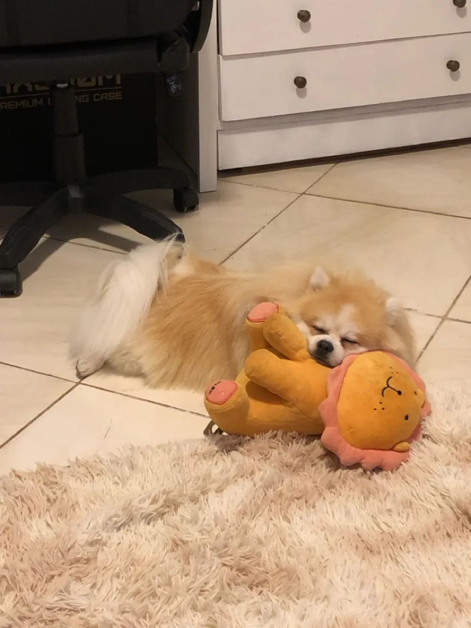 Apenas um doguinho a procura de um amor  - Foto 5