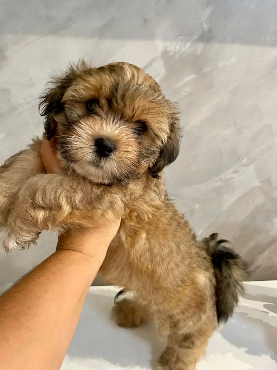 Amáveis filhotes de lhasa Apso , super lindos - Foto 3