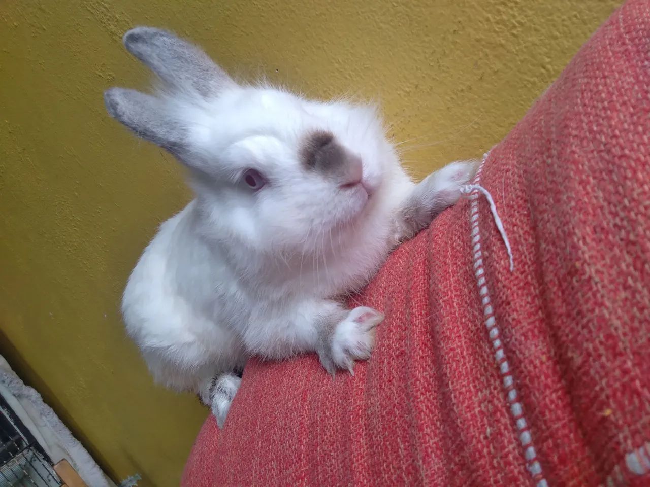 Troco em galinhas  - Foto 2