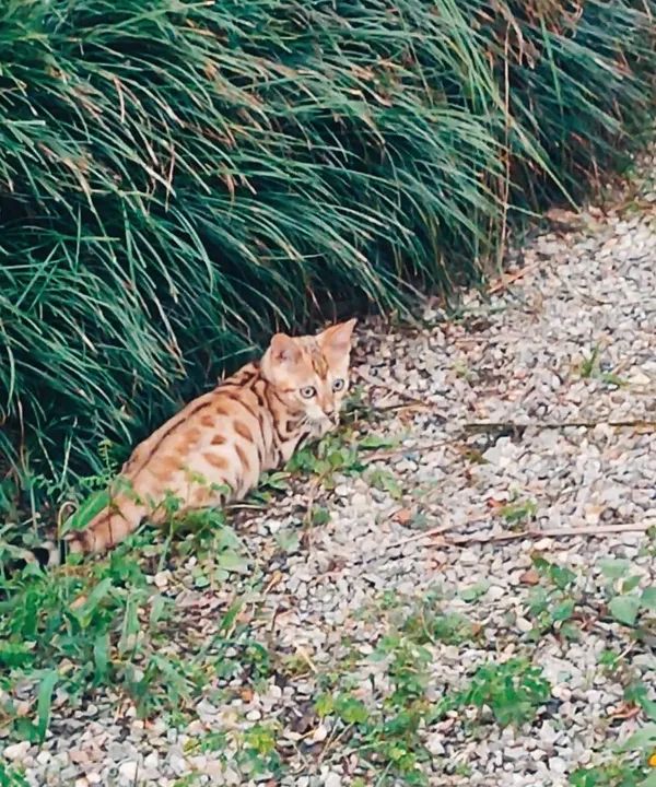 Gatinho Bengal de Pelagem Dourada