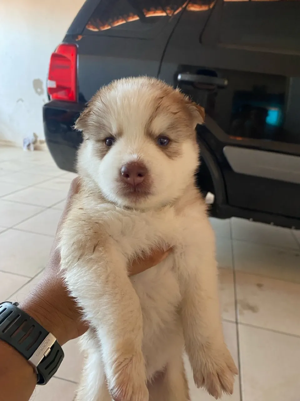 Husk siberiano