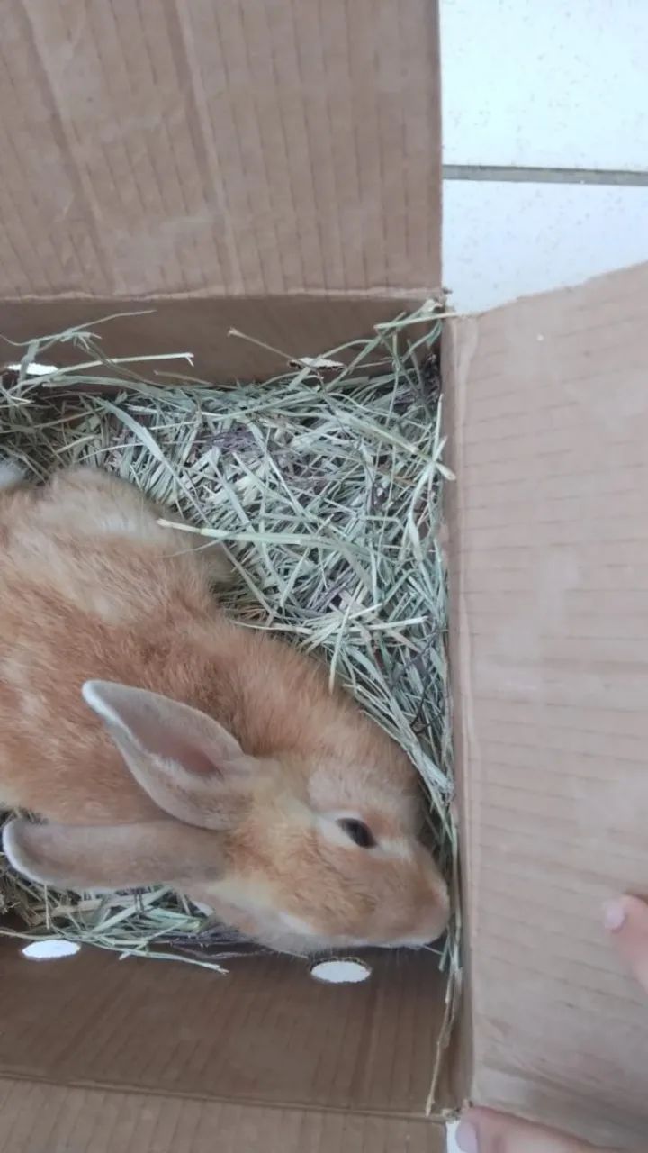 Coelho Nova Zelândia laranja  - Foto 2