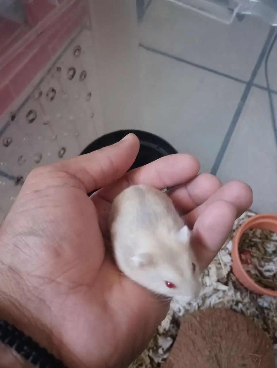 Hamster anão russo.64706317764865120