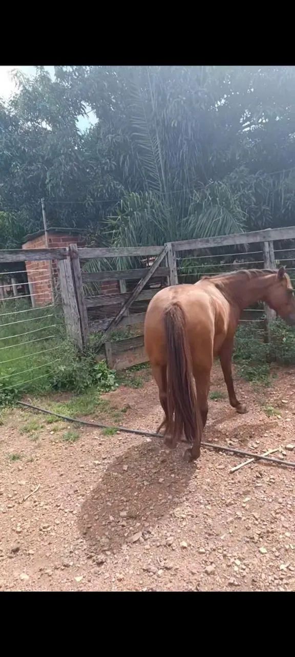 Vendo cavalo alazão cavalo muito grosso grande 2.700 - Foto 5