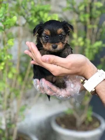 Yorkshire Terrier micros e padrão, com suporte e assistência veterinária - 11.949.33.76.34