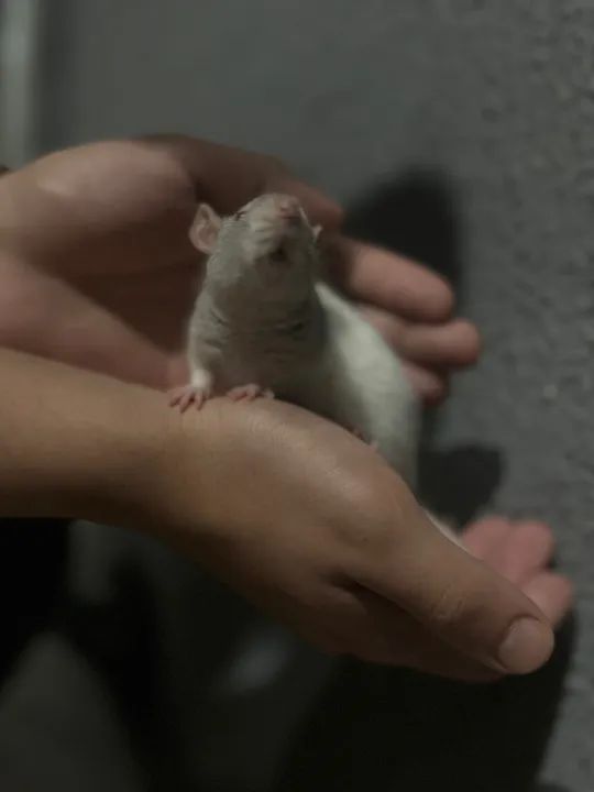 Hamster Twister Cinza e Branco - Animal de Estimação - Foto 3