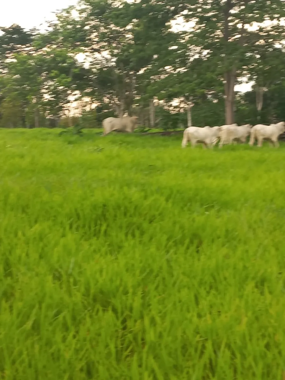 Colônia em senador Guiomard