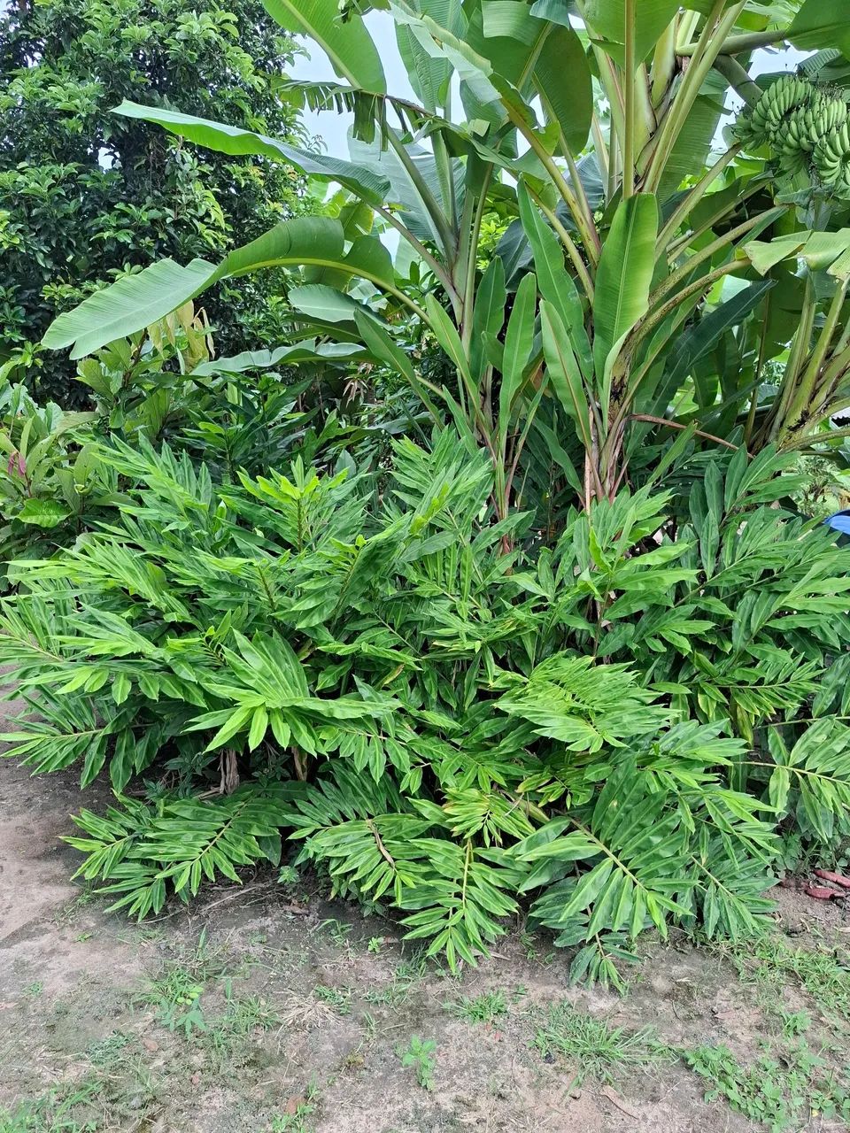  Vendo ou troco chácara 100X386m; área da vila Nova Esperança, Bonfim, há 52 km/Boa Vista. - Foto 8