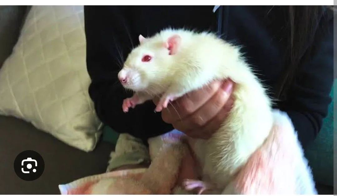 Ratos Twyster  - Foto 2