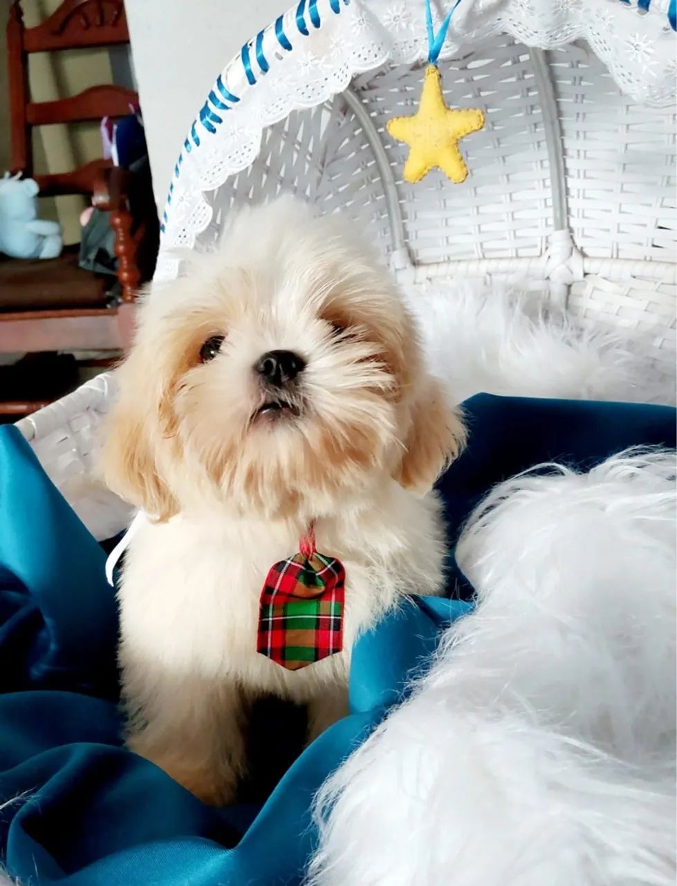 Shih Tzu Filhote com Gravata Charmosa - Foto 3