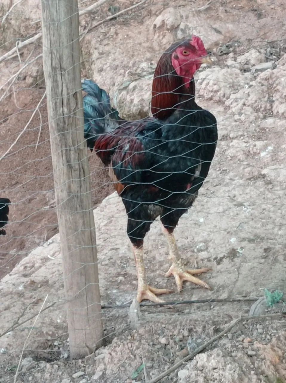 Vendo galinhas e galo índio e 19 franguinho 
