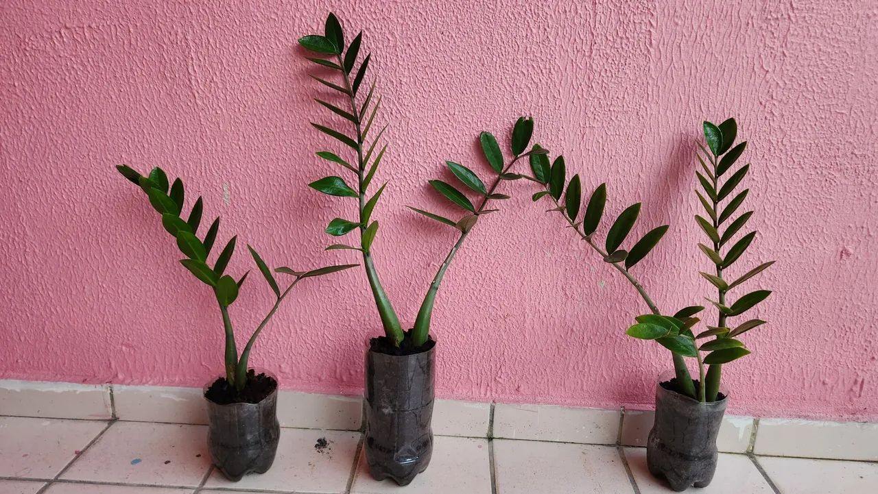 Zamioculca - Planta resistente e elegante para sua casa ou local de trabalho.  - Foto 4
