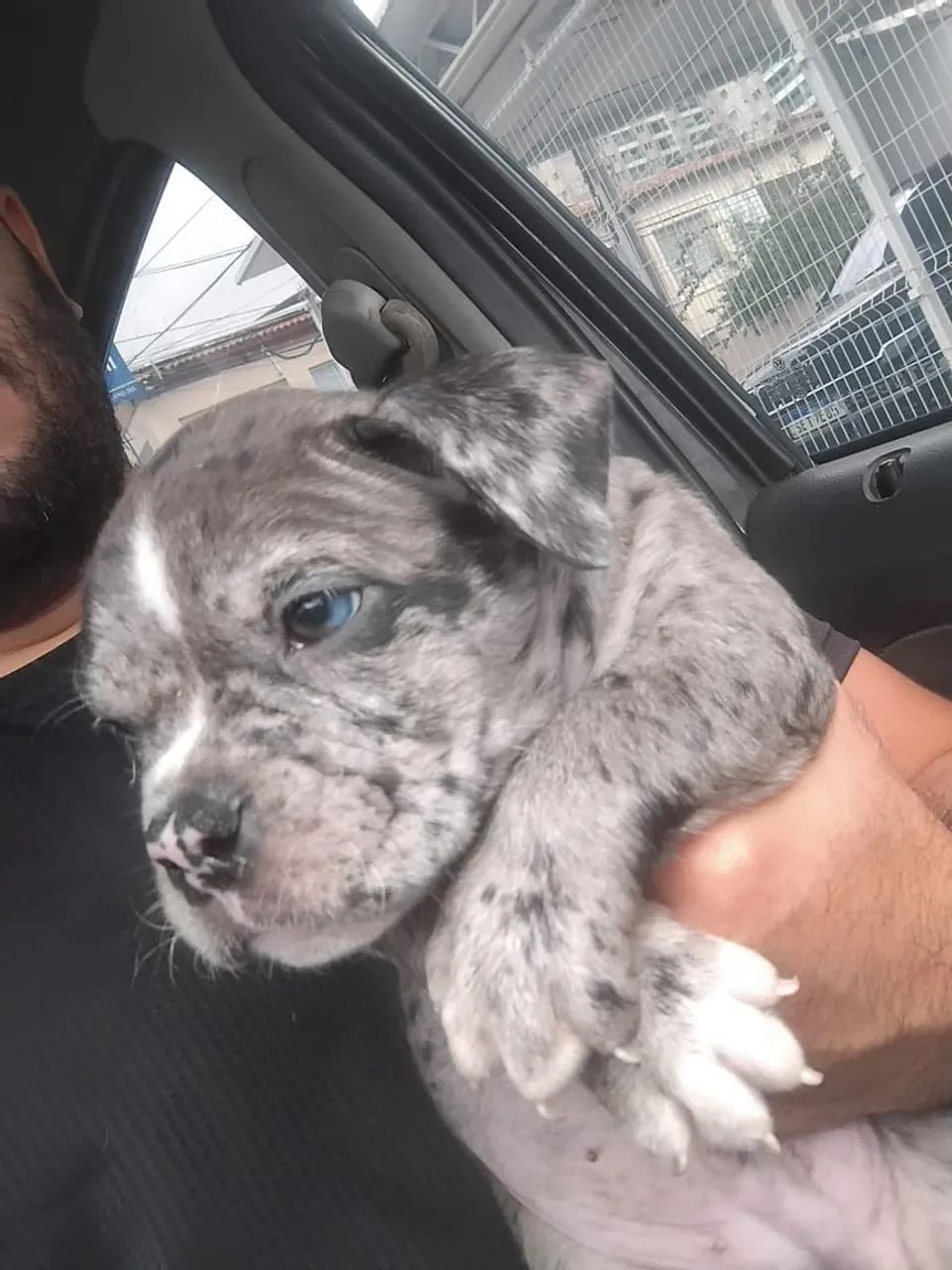 American Bully Merle Black - Com pedigree  - Foto 5