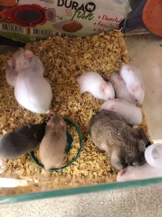 Vendo hamsters sírios $20 cada  - Foto 2