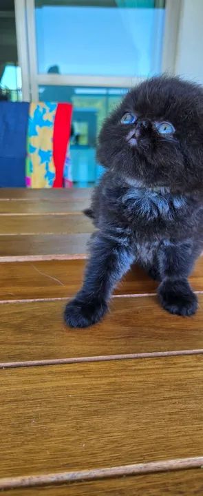 Gatinho Persa black smok  - Foto 3