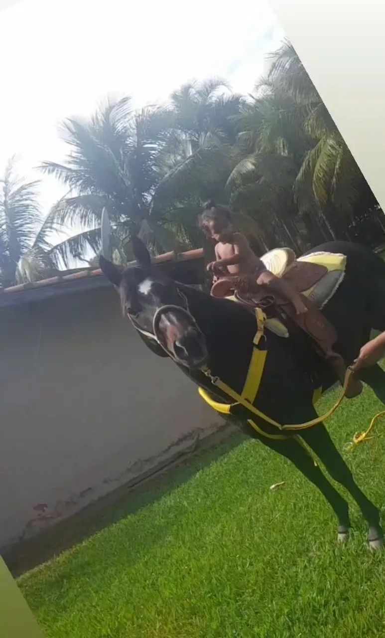 Vende se cavalo registrado  - Foto 4