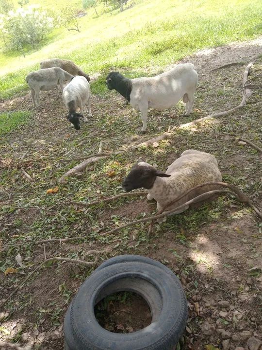 Ovelha Dorper  - Foto 3