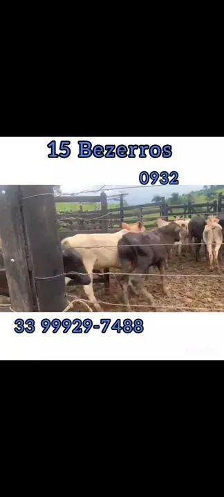 15 Bezerros  - Foto 3