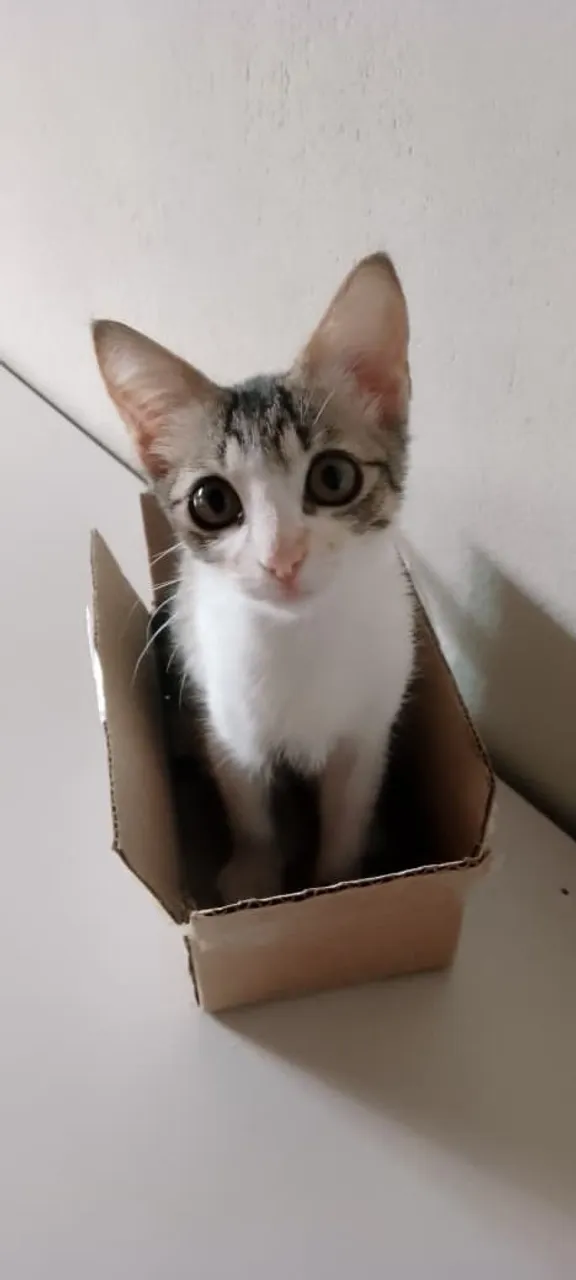 Duas gatinhas castradas pra doar com responsabilidade 