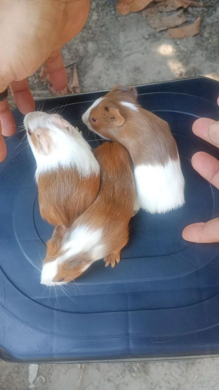 Porquinho da Índia  - Foto 2