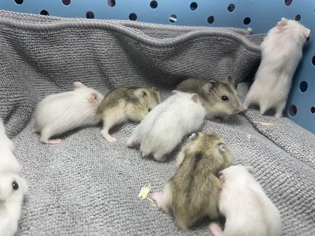 Hamster anao russo 64167794168067123