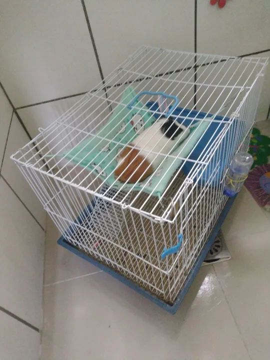 Porquinho da índia  - Foto 3