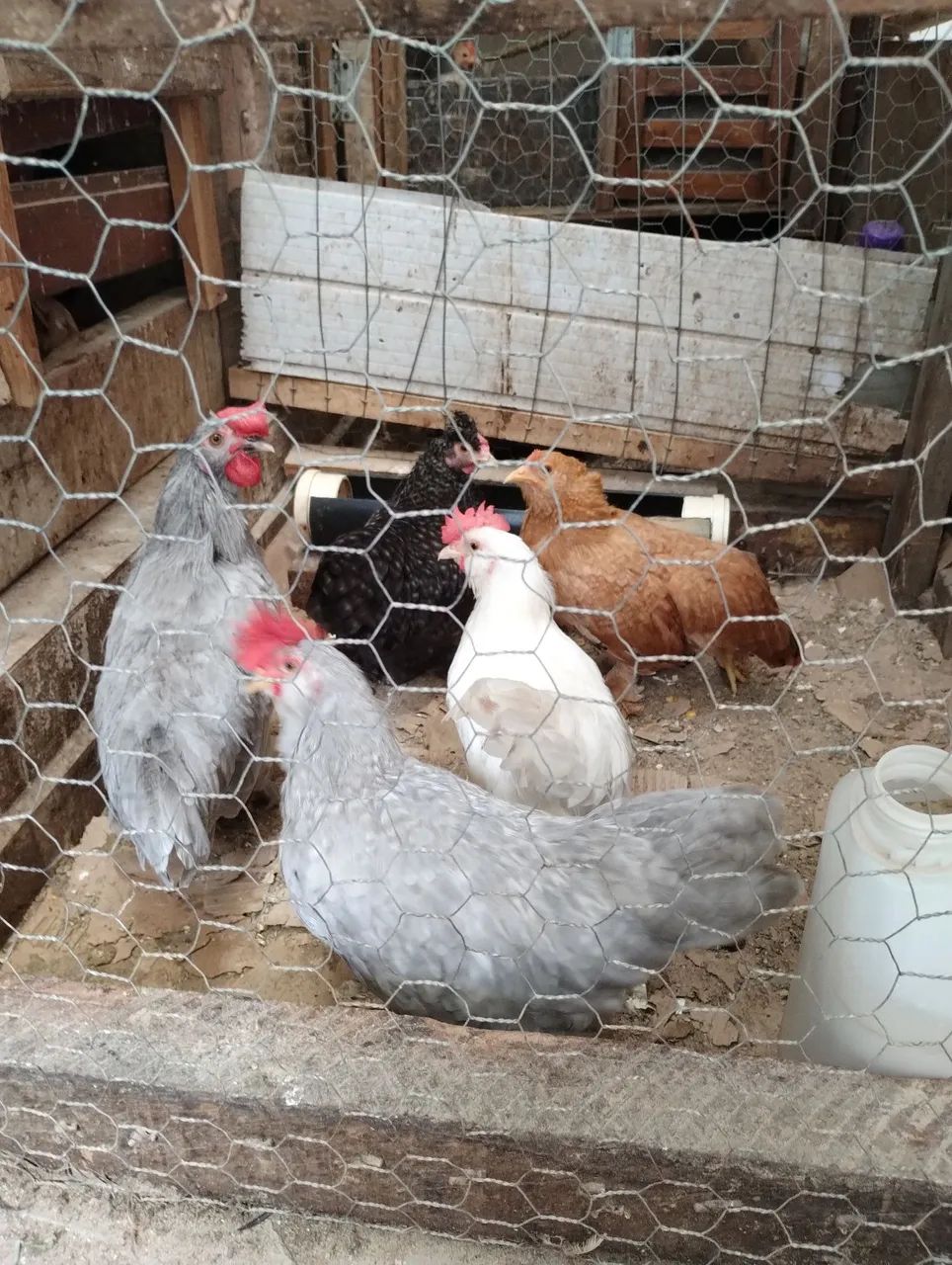 Franguinhos  - Foto 3