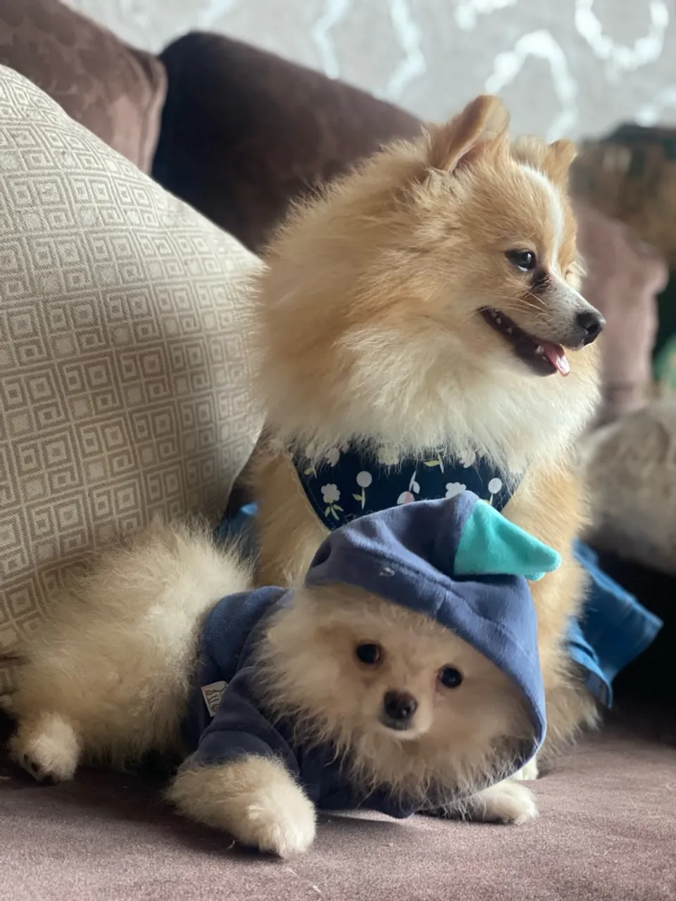 Lulu da pomerania - Uma fofura!