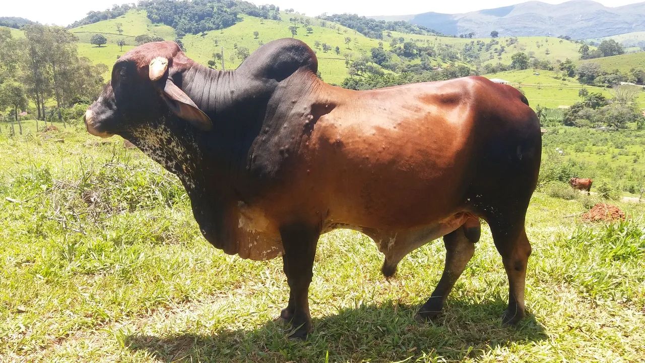 Gado de leite Gir e Girolando