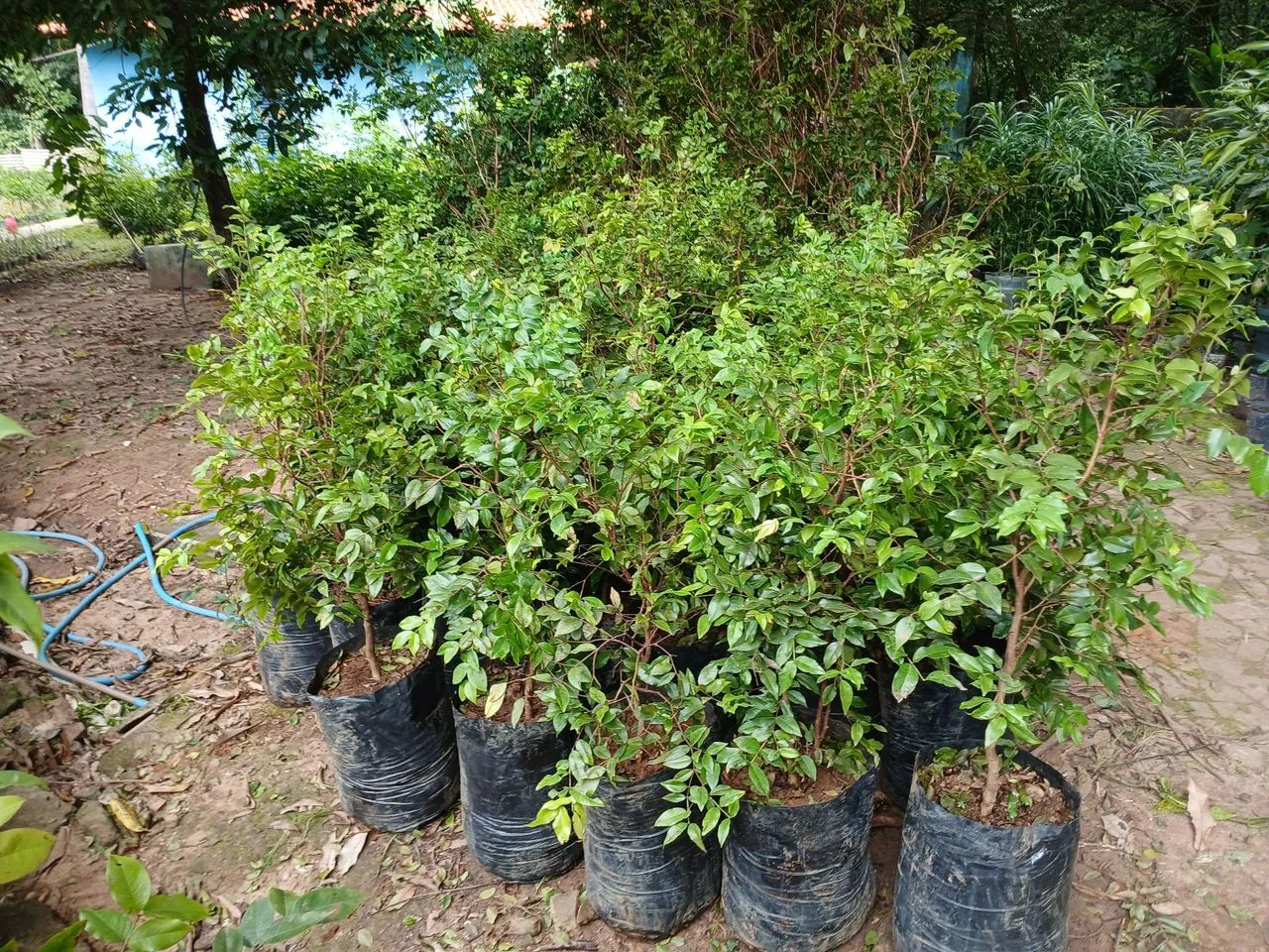 Mudas de Jabuticaba híbrida  - Foto 2