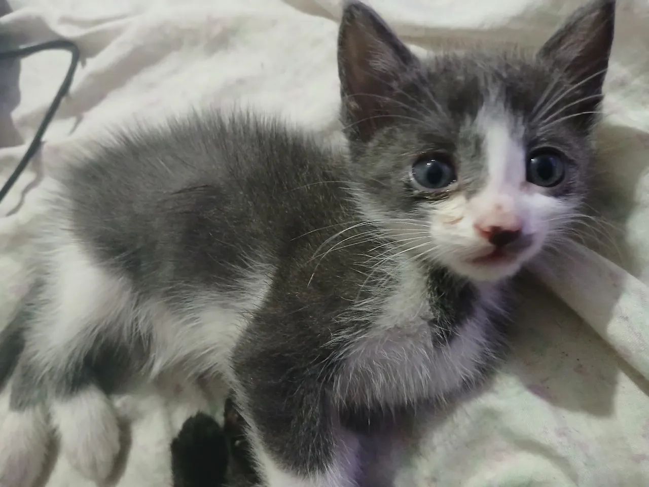 Doação de filhotes - Foto 5