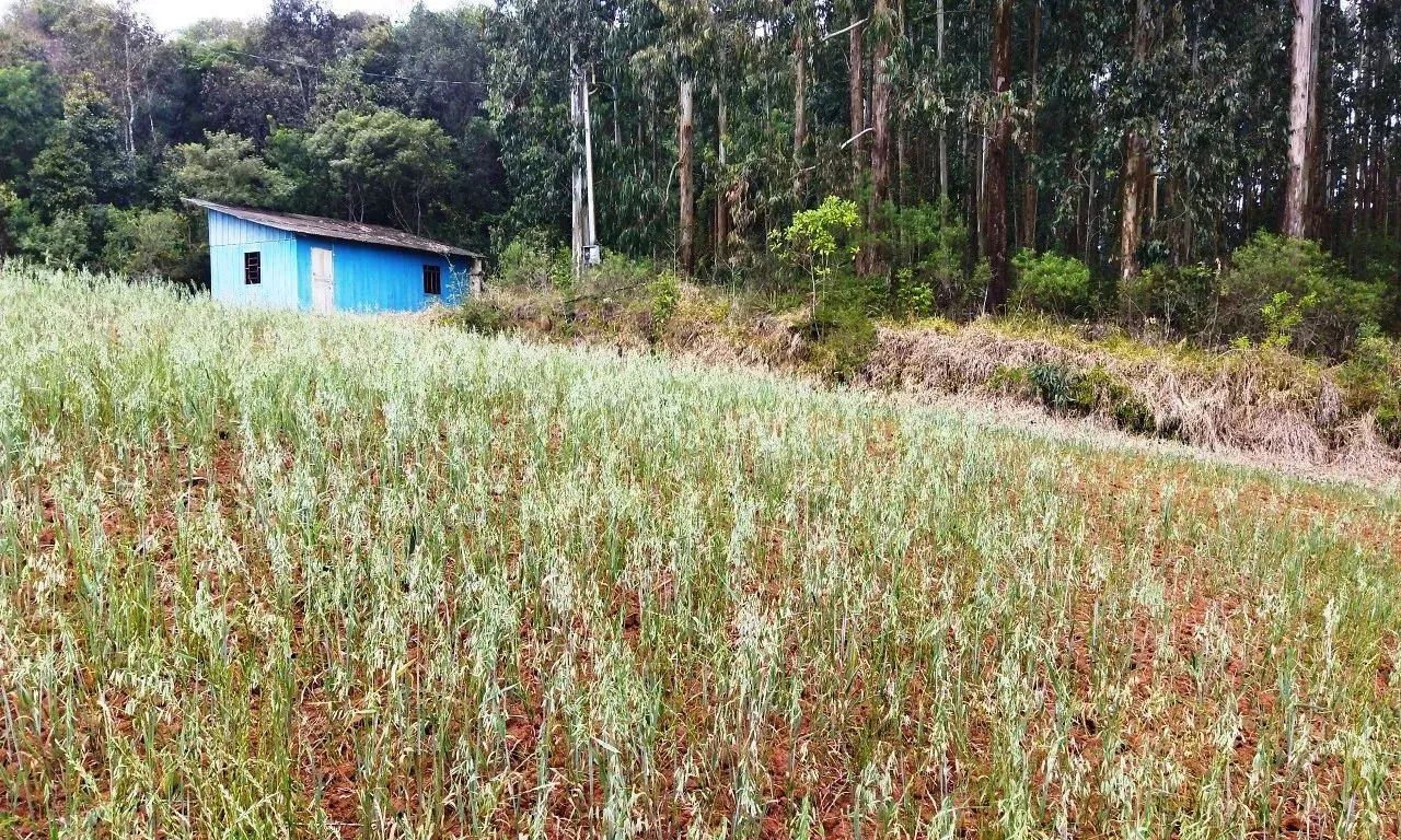Chácara divisa Araucária/ Campo Largo-Ferraria  21.754m², doc 100%, 11Km Volvo , 6km Arauc - Foto 4