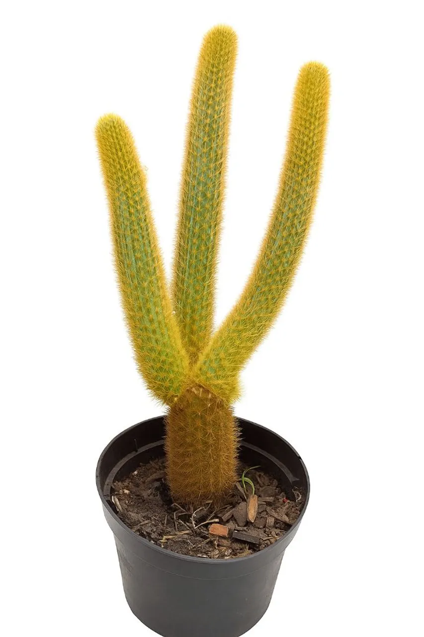 Cacto Rabo de Rato - Planta Rara, Exótica e com Flores Encantadoras!