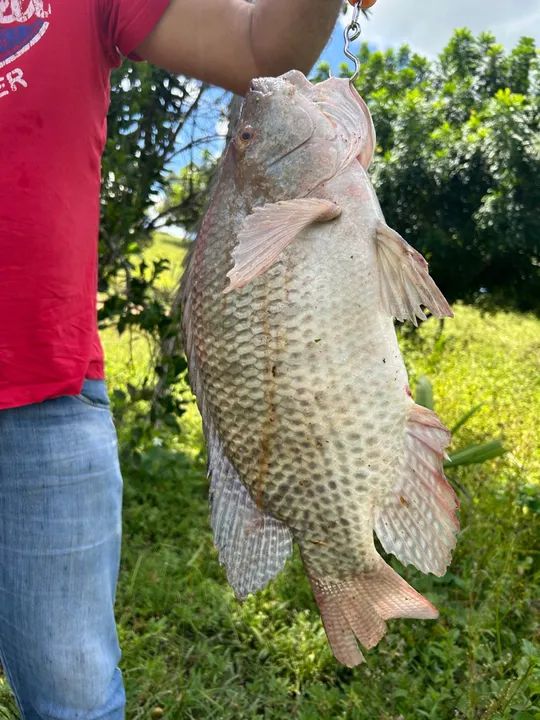 Peixe fresco de água doce tilapia atacado mesia de 1,7kg  - Foto 5