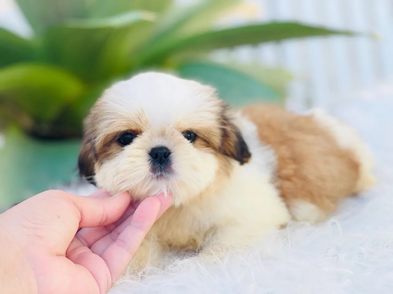 Maravilhoso macho Mini Shih tzu