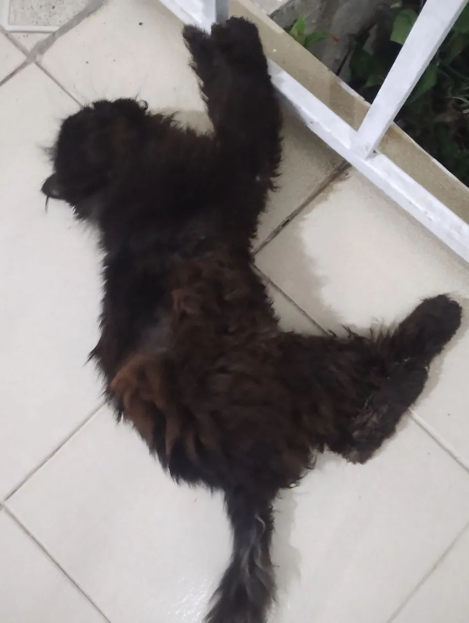 Gato Persa Preto - Adorável e Carinhoso - Foto 2