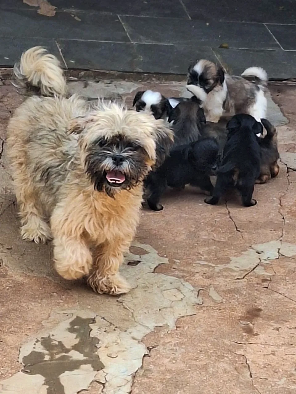 Filhotes Shih Tzu Lindos